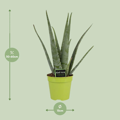 Aloe Vera - Ø15cm - ↕65cm bei Pflanzfix24