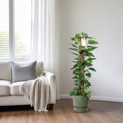 Epipremnum Pinnatum Mosstok 120cm Scindapsus - Ø24cm - ↕120cm - Pflanzfix24