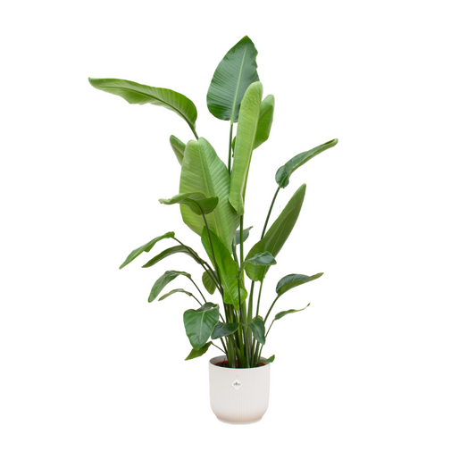 Strelitzia Nicolai 180 cm Ø30 mit elho Vibes Fold Round weiß | Pflanzfix24.de - Pflanzfix24.de