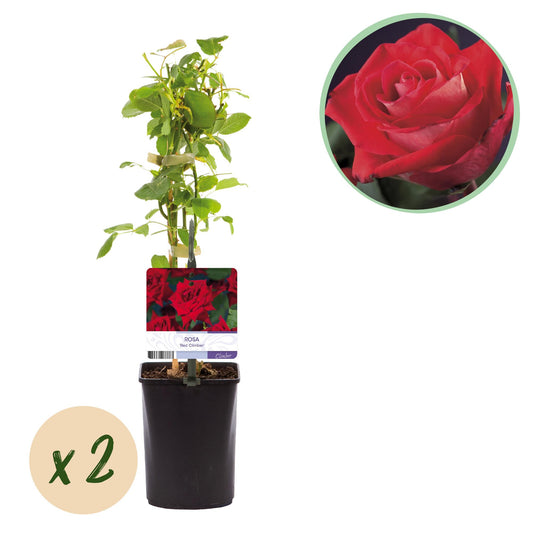 Pflanzfix24.de - Klimrose 'Red Climber' - Blüte Rot - 2 Pflanzen - Topf 11cm - Pflanzfix24.de