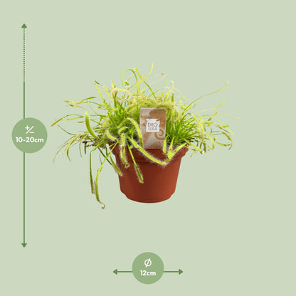 Drosera Capensis - Ø12cm - ↕17cm bei Pflanzfix24