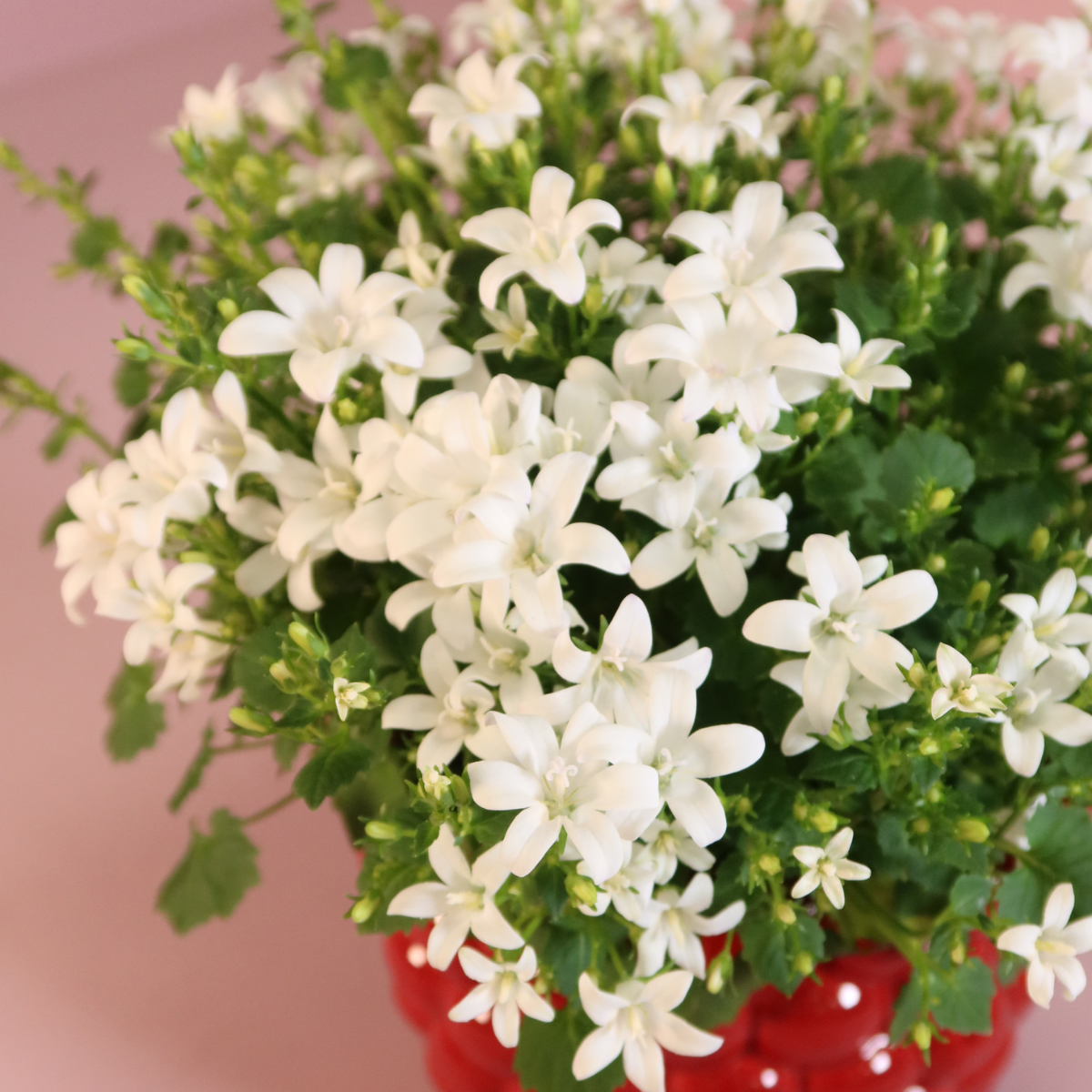 2x Campanula Addenda Ambella White in Berry-Dekotöpfen - Pflanzfix24