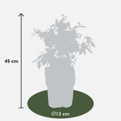 6x - Vaccinium corymbosum - ↨45cm - Ø13 - Pflanzfix24
