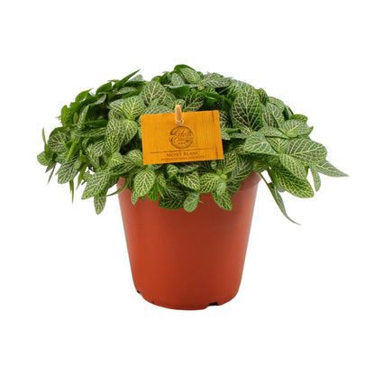Fittonia Verschaffeltii - Ø15cm - ↕25cm bei Pflanzfix24