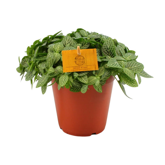 Fittonia Verschaffeltii - Ø15cm - ↕25cm bei Pflanzfix24