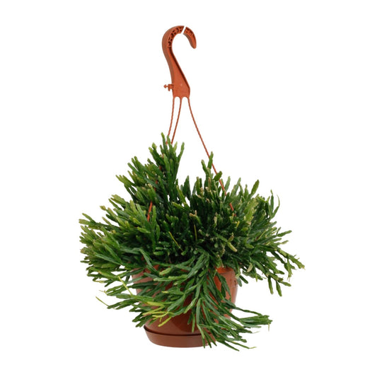 Rhipsalis Ewaldiana - Ø17cm - ↕45cm - Pflanzfix24