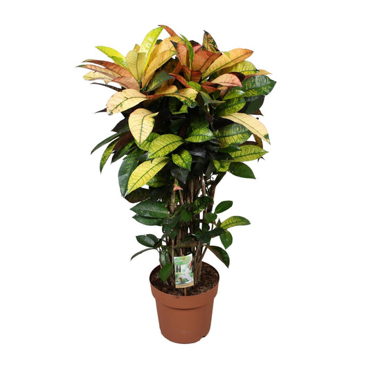 Codiaeum Mrs Iceton - Ø24cm - ↕80cm - Pflanzfix24