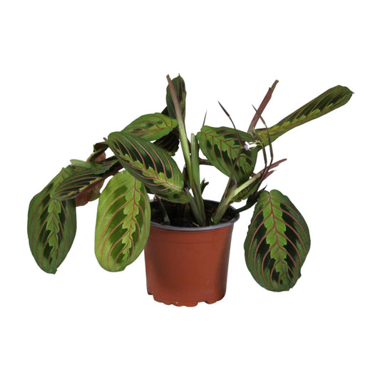 Maranta Leuconeura Fascinator 30cm Ø12cm – Gebetspflanze | Pflanzfix24.de - Pflanzfix24.de