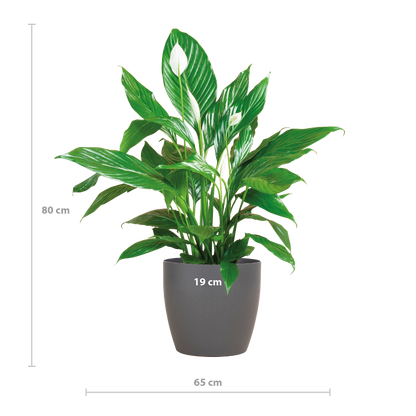 Spathiphyllum 80 cm weiß im Viber-Topf – Pflanzfix24.de - Pflanzfix24.de