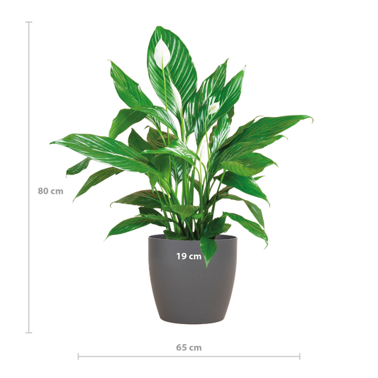 Spathiphyllum 80 cm weiß im Viber-Topf – Pflanzfix24.de - Pflanzfix24.de