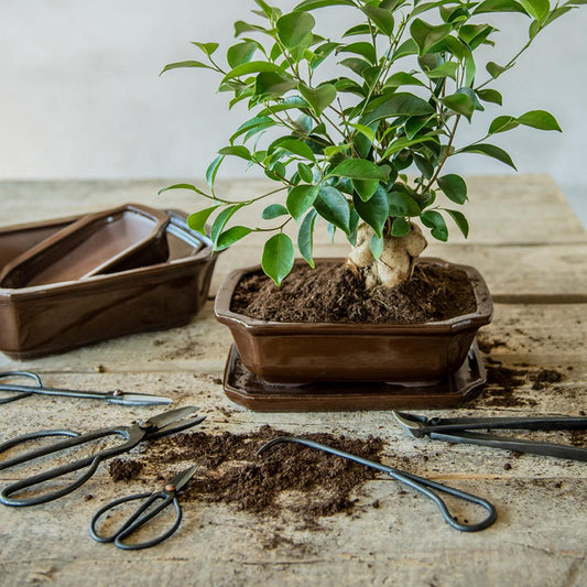 Bonsai root hook - 20,5 cm - Bonsai tool - Pflanzfix24.de - Pflanzfix24.de