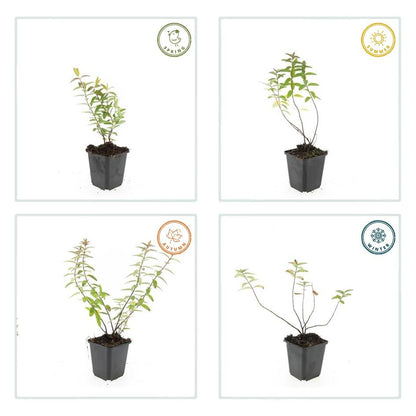 12x Hypericum ‘Hidcote’ Ø9cm | Johanniskraut gelbblühend | Pflanzfix24.de - Pflanzfix24.de