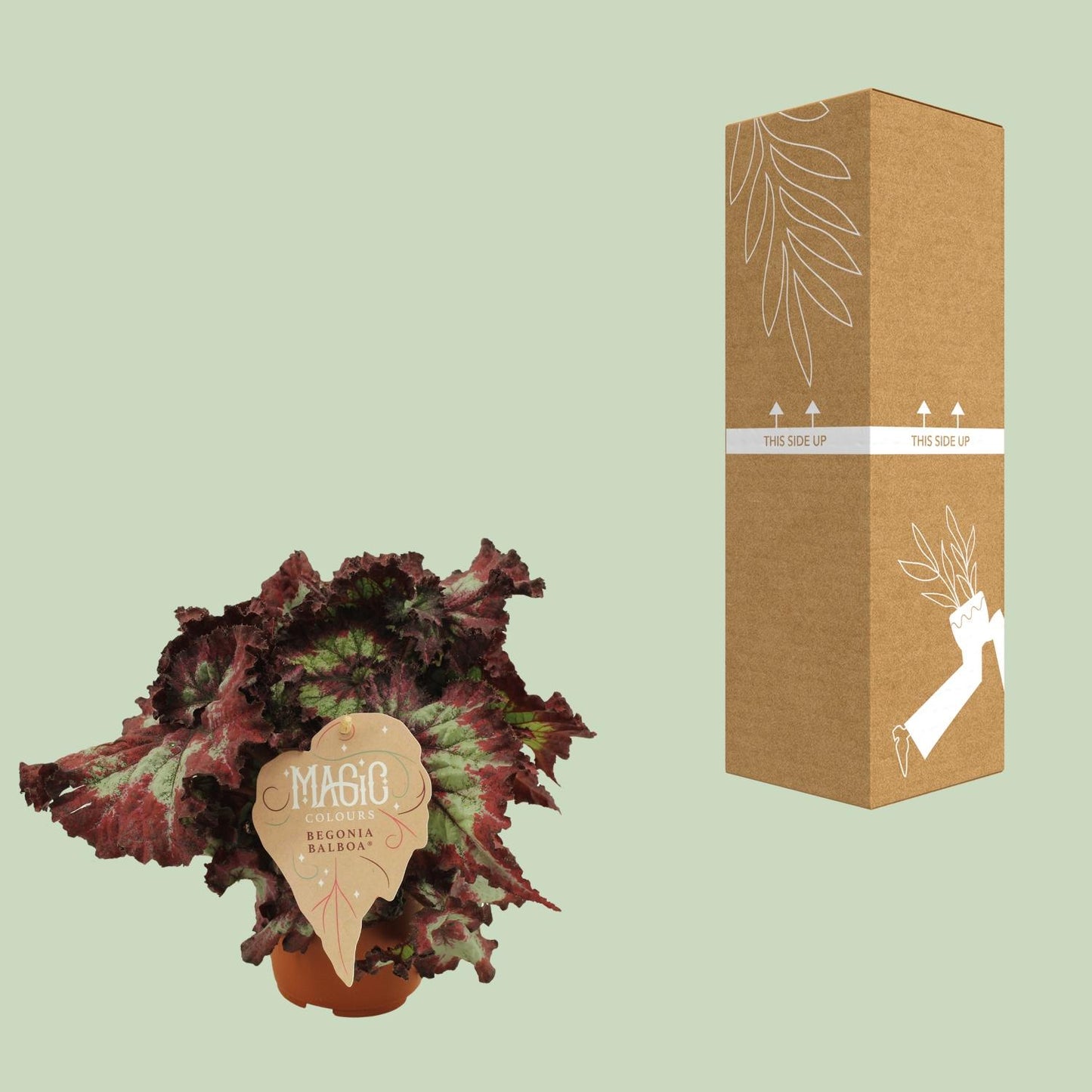 Begonia Rex Balboa - Ø12 ↕25 von Pflanzfix24