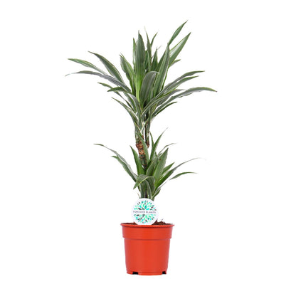 Dracaena Warneckei - Ø17cm - ↕65cm - Pflanzfix24