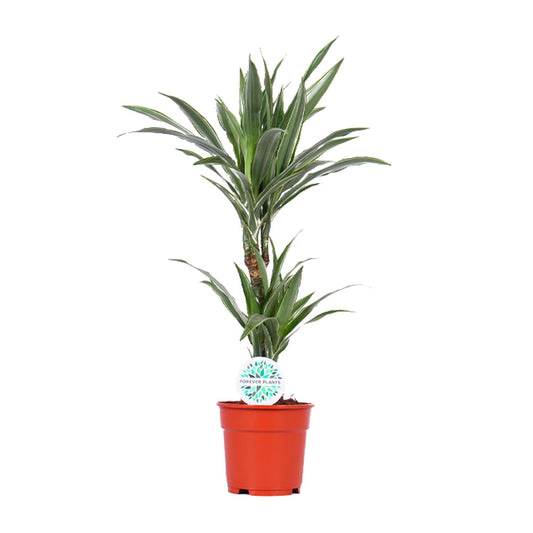 Dracaena Warneckei - Ø17cm - ↕65cm - Pflanzfix24