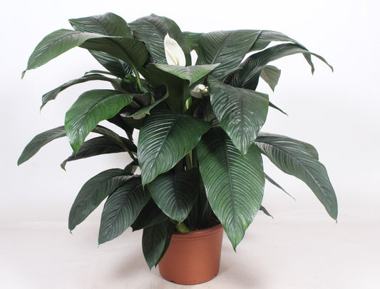 Spathiphyllum Sensation - Ø45cm - ↕140cm bei Pflanzfix24