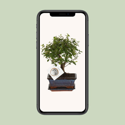 Bonsai 'Sageretia' - Bol Vorm - Ø15cm - ↕30cm - Pflanzfix24