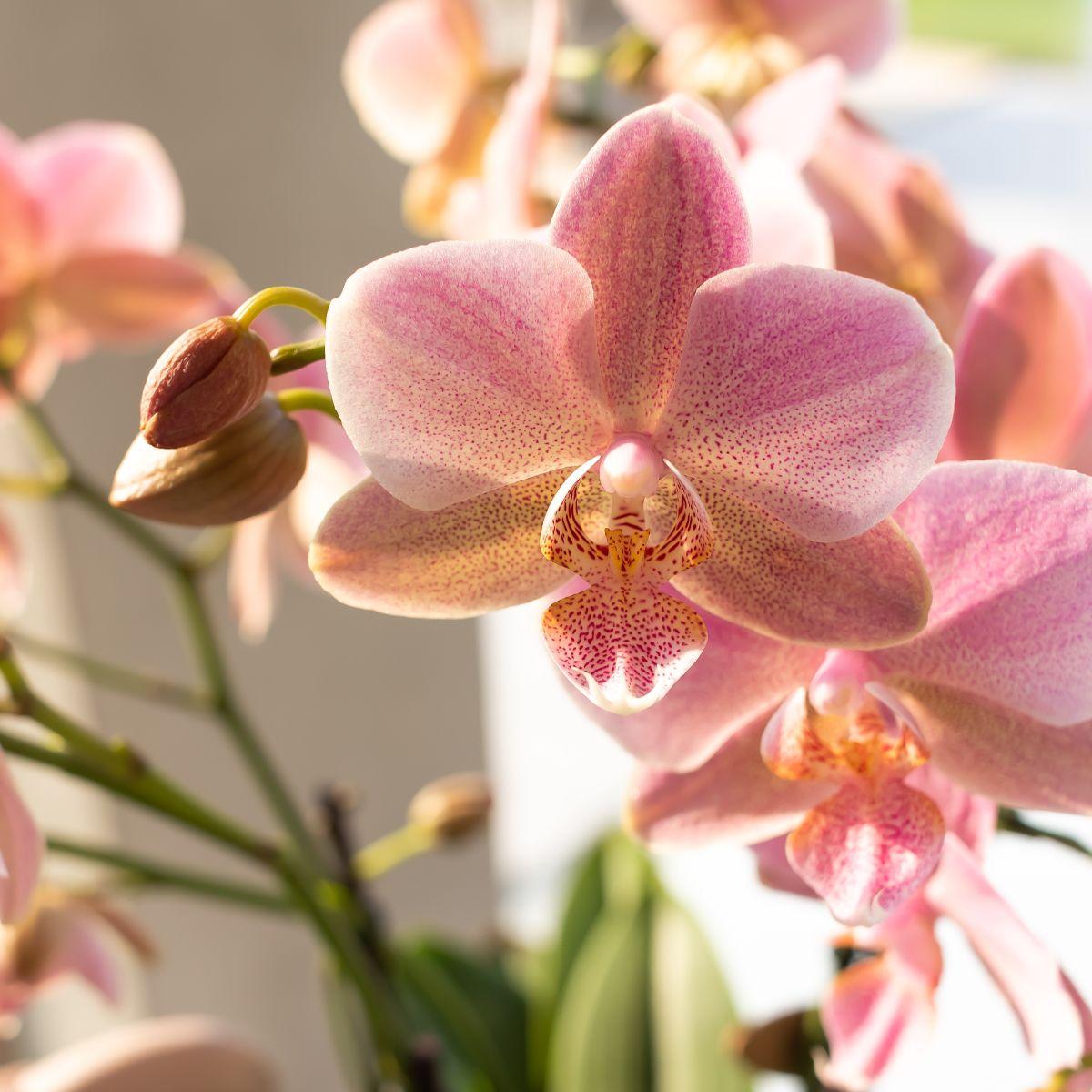 Phalaenopsis Orchidee Jewel Treviso Altrosa Ø12cm – 4 Zweige | Pflanzfix24.de - Pflanzfix24.de