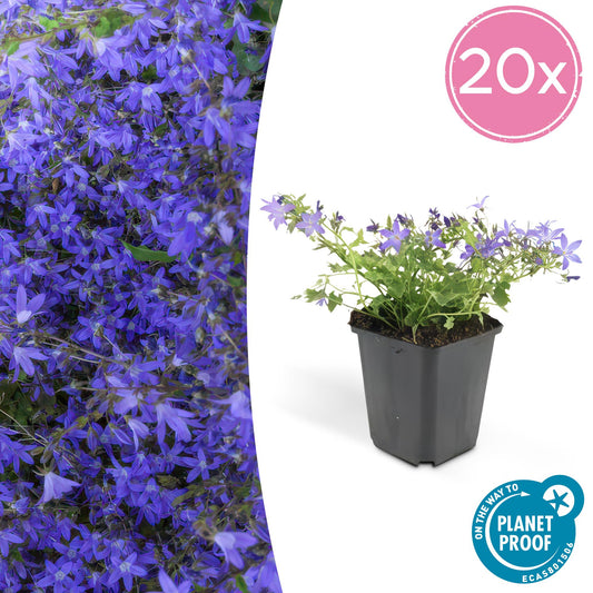 20x Campanula poscharskyana 'Stella' - ↕10-25cm - Ø9cm - Pflanzfix24