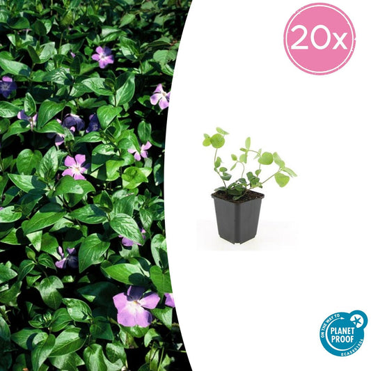 20x Vinca major - ↕10-25cm - Ø9cm bei Pflanzfix24.de - Pflanzfix24.de