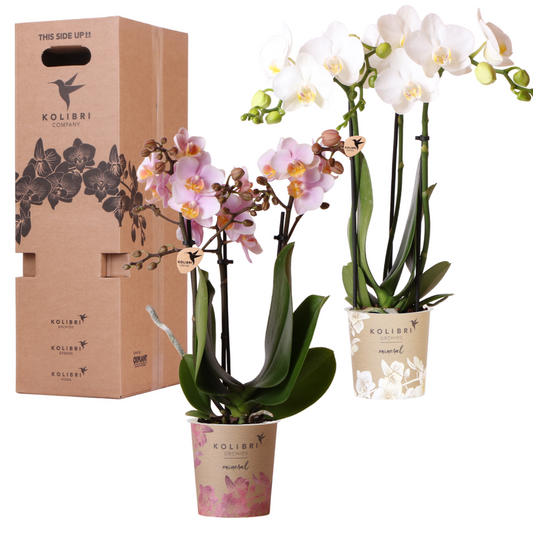 Kolibri Orchids Surprise Box Mix - 2 Orchideen 9cm - pflanzfix24