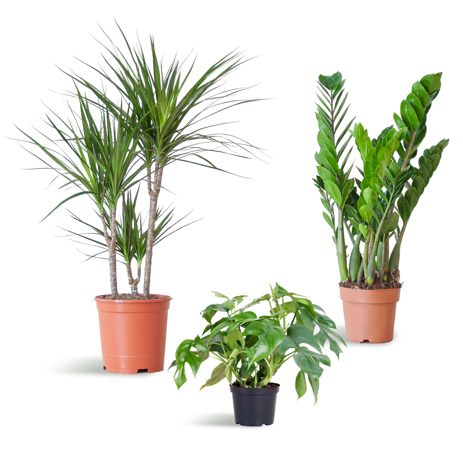 Shade Plant Box medium ohne Dekotopf | Pflanzfix24.de - Pflanzfix24.de