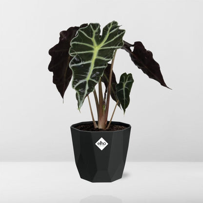 Alocasia 'Polly' in 14cm b.for rock living black - Pflanzfix24