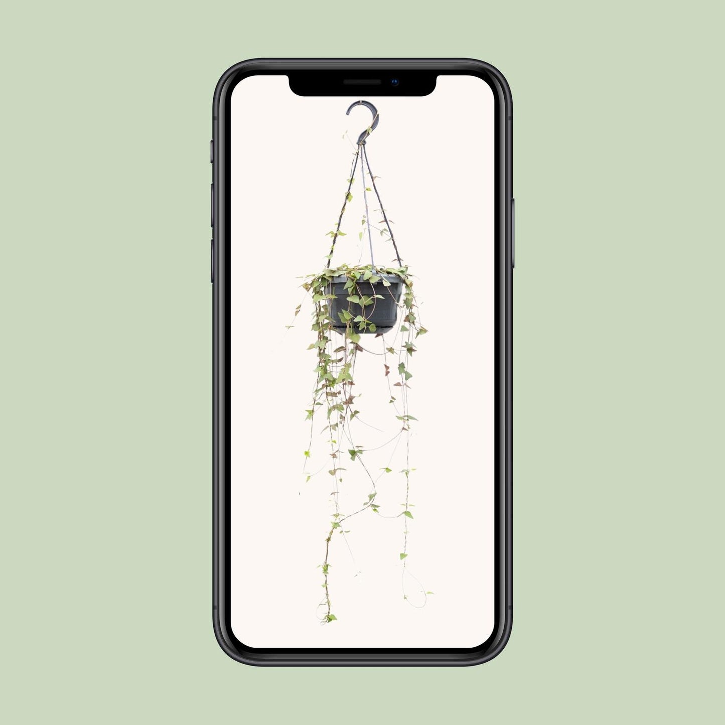 Ceropegia Linearis Remy - Ø14cm - pflanzfix24