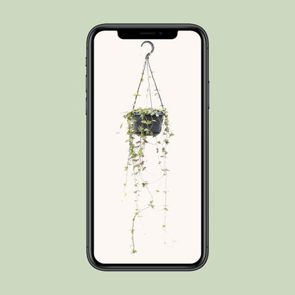 Ceropegia Linearis Remy - Ø14cm - pflanzfix24