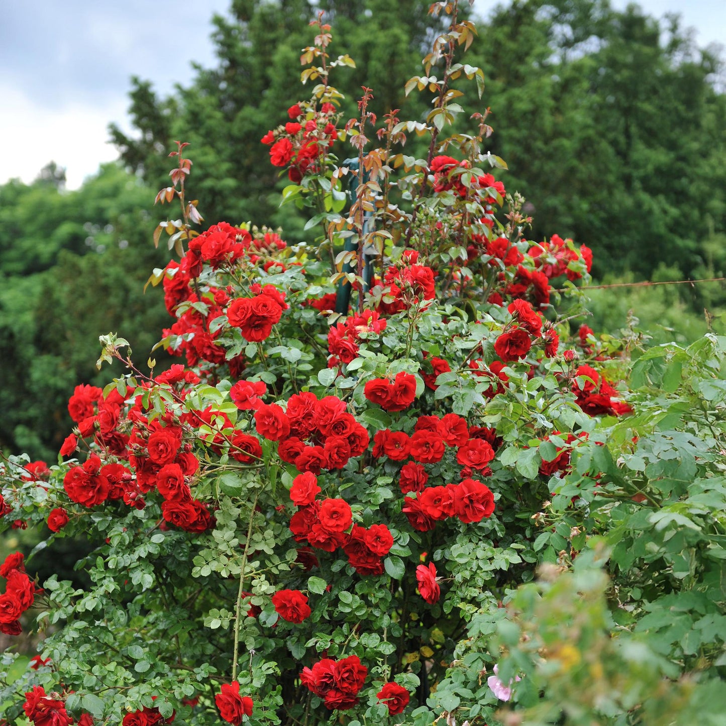 Pflanzfix24.de - Klimrose 'Red Climber' - Blüte Rot - 2 Pflanzen - Topf 11cm - Pflanzfix24.de