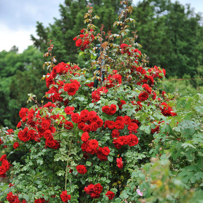 Pflanzfix24.de - Klimrose 'Red Climber' - Blüte Rot - 2 Pflanzen - Topf 11cm - Pflanzfix24.de