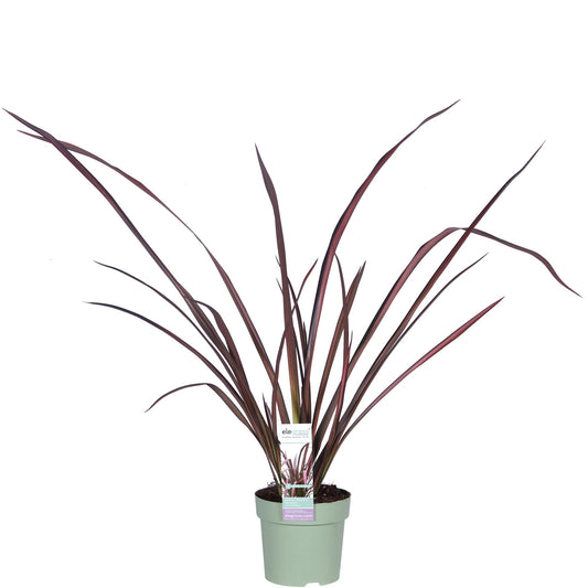 Phormium Pink Flamingo Ø14 cm – Pflanzfix24.de - Pflanzfix24.de