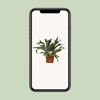 Platycerium Bifurcatum Geweihfarn Ø26cm – 80cm hoch | Pflanzfix24.de - Pflanzfix24.de