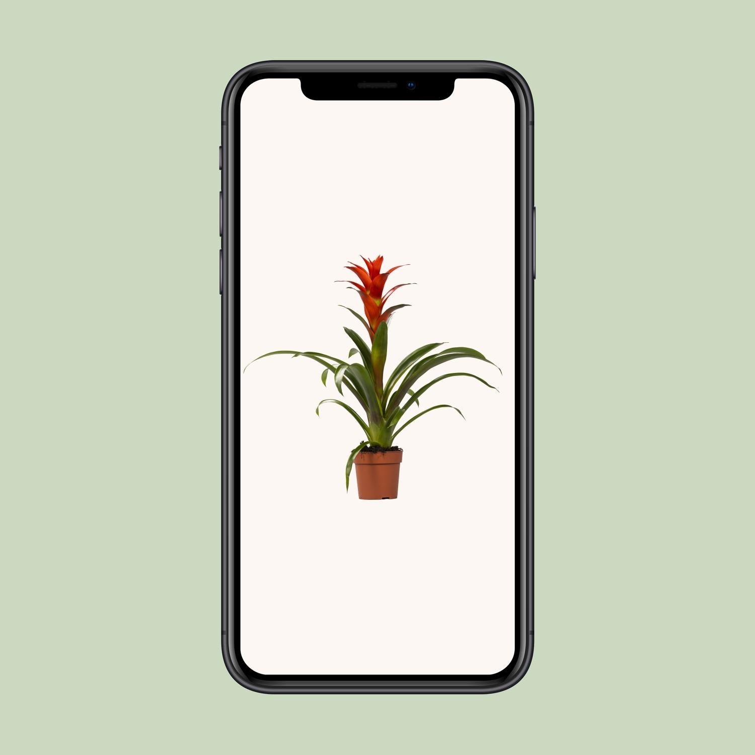 Guzmania Ostara - Ø12cm - ↕45cm - Pflanzfix24.de - Pflanzfix24.de