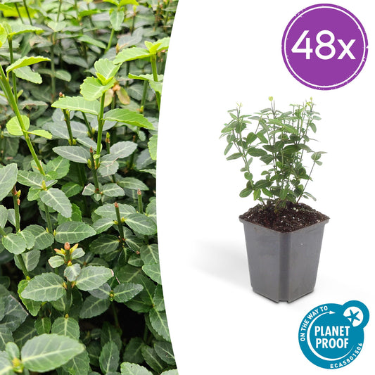 48x Euonymus fortunei radicans - ↕10-25cm - Ø9cm - Pflanzfix24