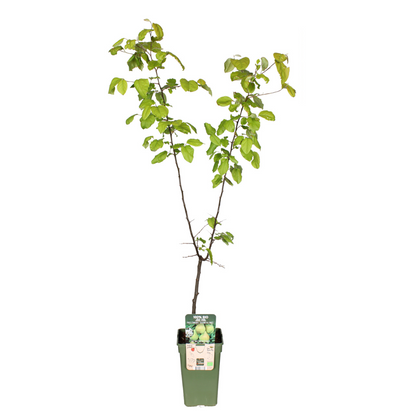 Pyrus Communis Doyenne Du Comice - Peer - Ø19cm - ↕60cm - Pflanzfix24