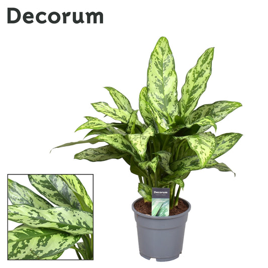 Aglaonema Romeo - Ø17cm - ↕60cm bei Pflanzfix24
