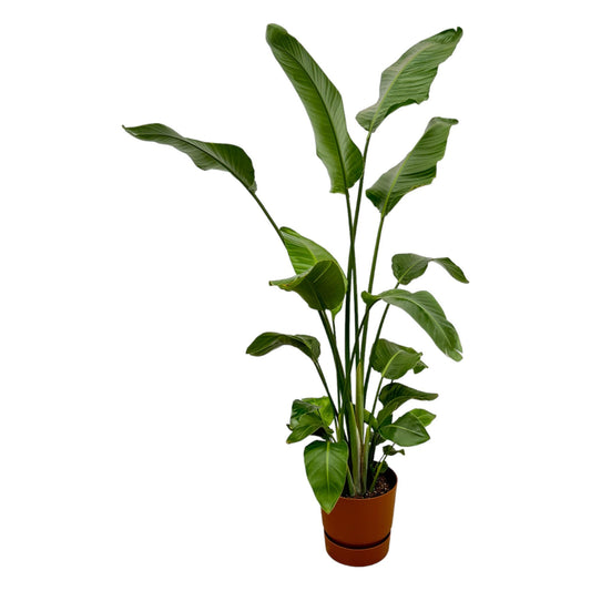 Strelitzia Nicolai mit elho Greenville Round braun 180 cm | Pflanzfix24.de - Pflanzfix24.de