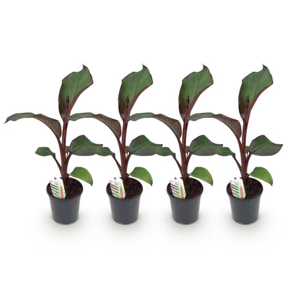 Pflanzfix24 - Gartenbanane Ensete ventricosum Maurelli - 4 Pflanzen - Topf 17cm Höhe 40cm
