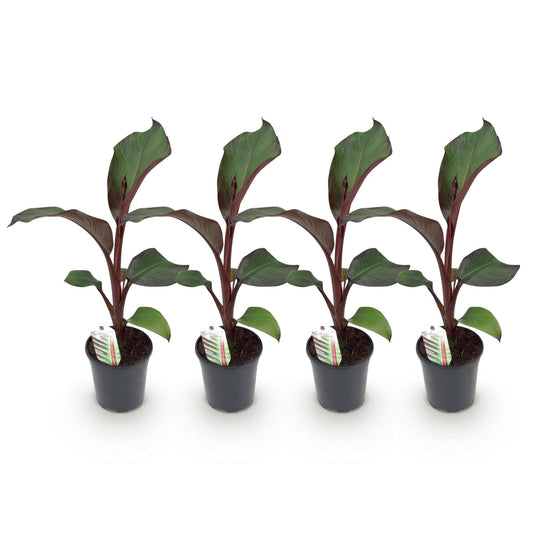 Pflanzfix24 - Gartenbanane Ensete ventricosum Maurelli - 4 Pflanzen - Topf 17cm Höhe 40cm