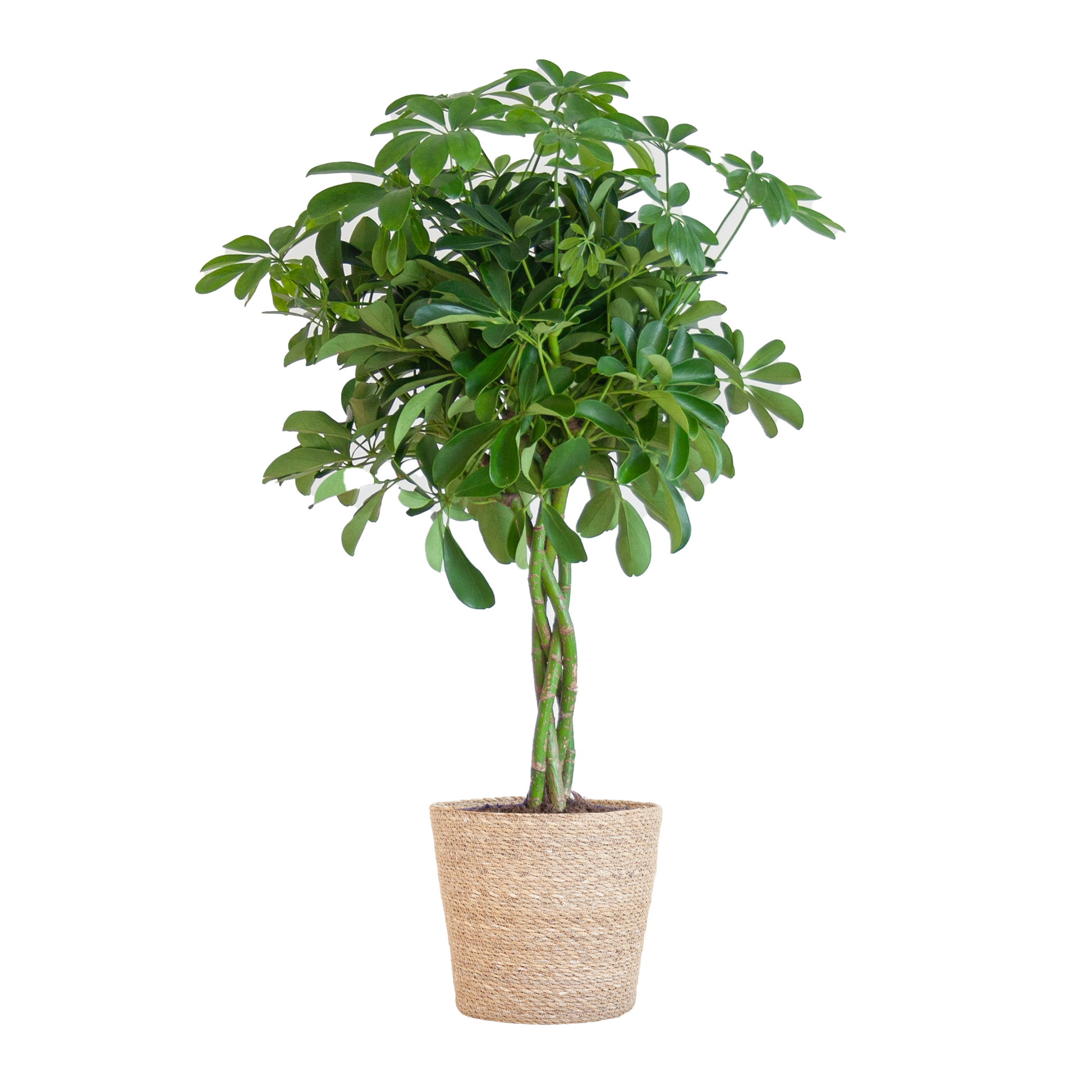 Schefflera Nora mit Korb Sofia – 70 cm – Pflanzfix24.de - Pflanzfix24.de