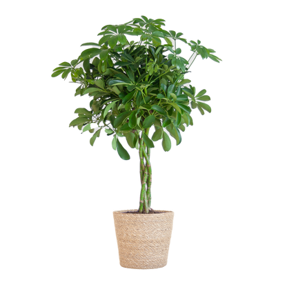Schefflera Nora mit Korb Sofia – 70 cm – Pflanzfix24.de - Pflanzfix24.de
