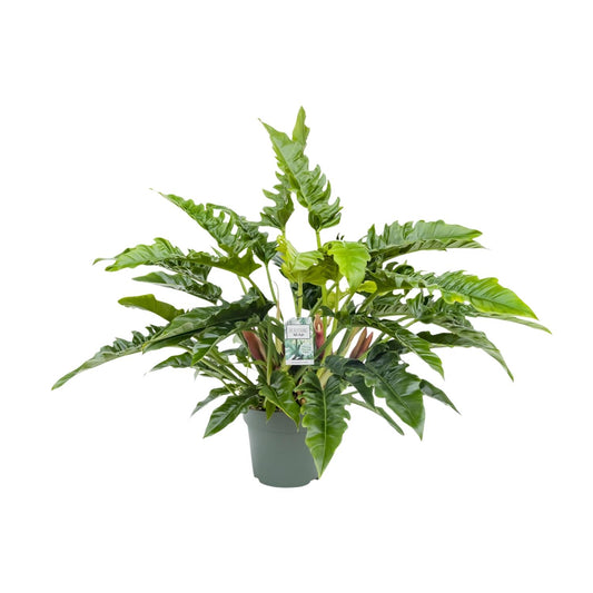 Philodendron Rambo - Ø27cm - ↕65cm bei Pflanzfix24