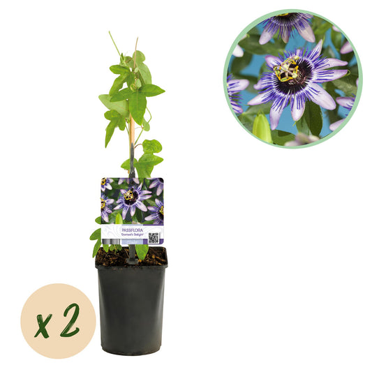 Pflanzfix24.de - Passionsblume - Passiflora Damsels Delight - Blüte Lila mit Weiß - 2 Pflanzen - Topf 11cm - Pflanzfix24.de
