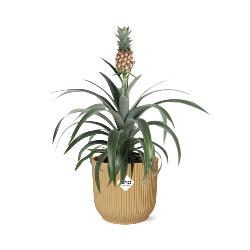 Ananas Mi Amigo in ELHO Vibes Fold 14cm geel - pflanzfix24
