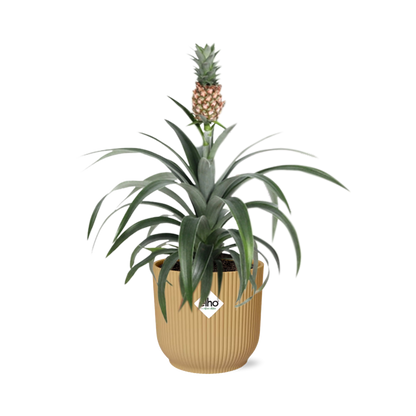 Ananas Mi Amigo in ELHO Vibes Fold 14cm geel - pflanzfix24