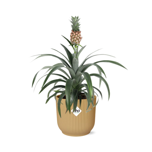 Ananas Mi Amigo in ELHO Vibes Fold 14cm geel - pflanzfix24