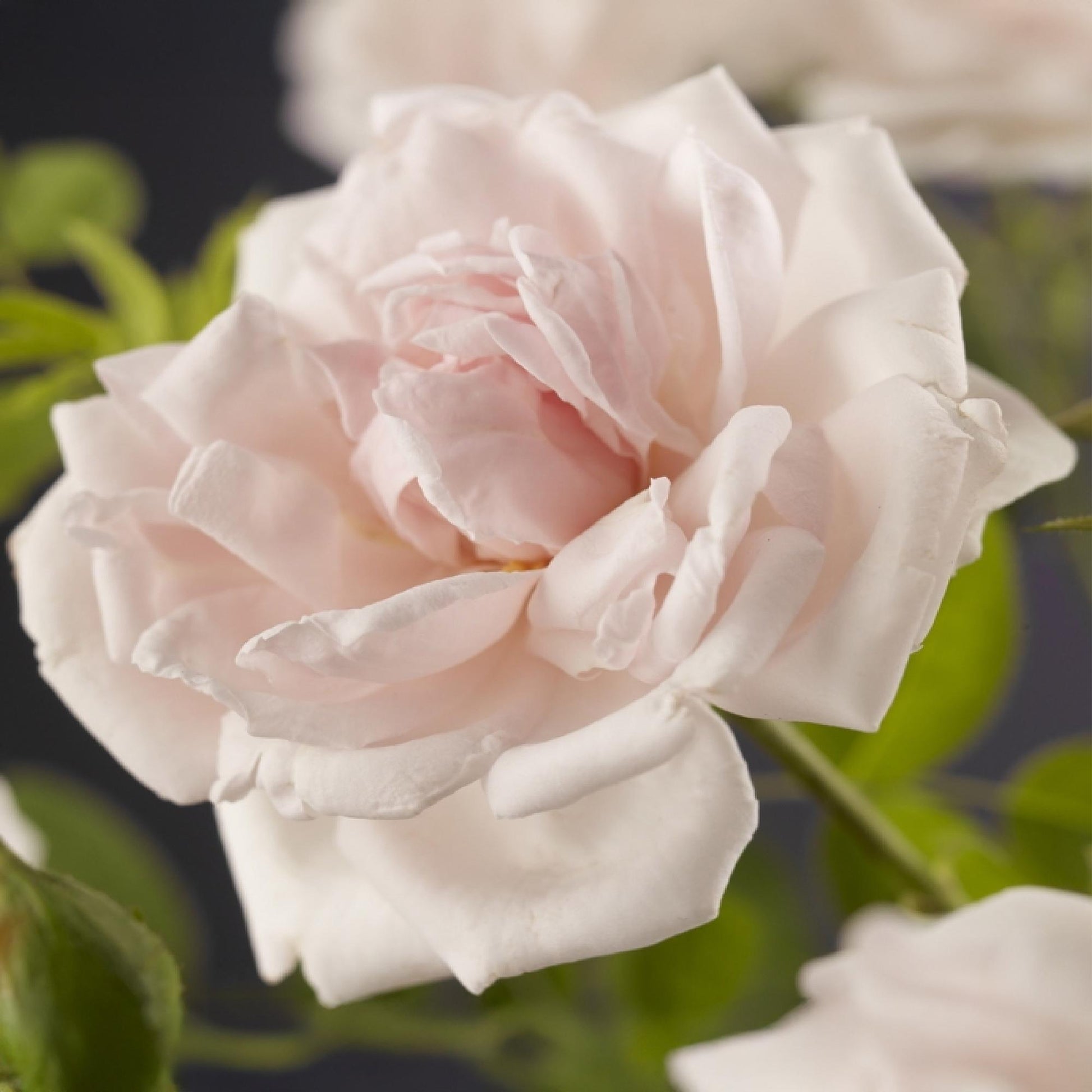 GreenboutiQ - Kletterrose - Rosa New Dawn - Blüte Hellrosa - 2 Pflanzen - Pflanzfix24.de - Pflanzfix24.de