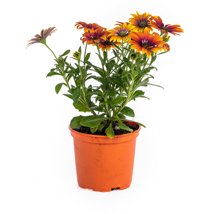 8x Osteospermum ecklonis Mix Ø12 cm - ↕20 cm bei Pflanzfix24