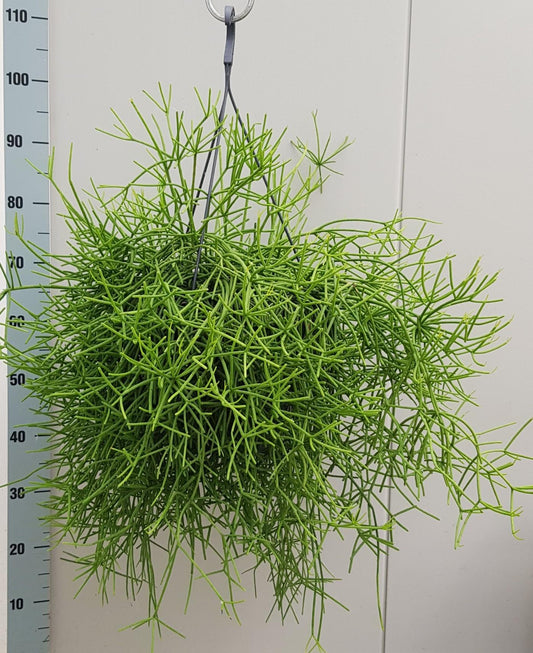 Rhipsalis Heteroclada - Ø25cm - ↕60cm - Pflanzfix24
